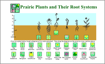 Prairie Plant Roots Activity