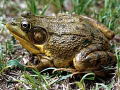 Green frog with shortened lower jaw., (Robin McWilliams/USF…